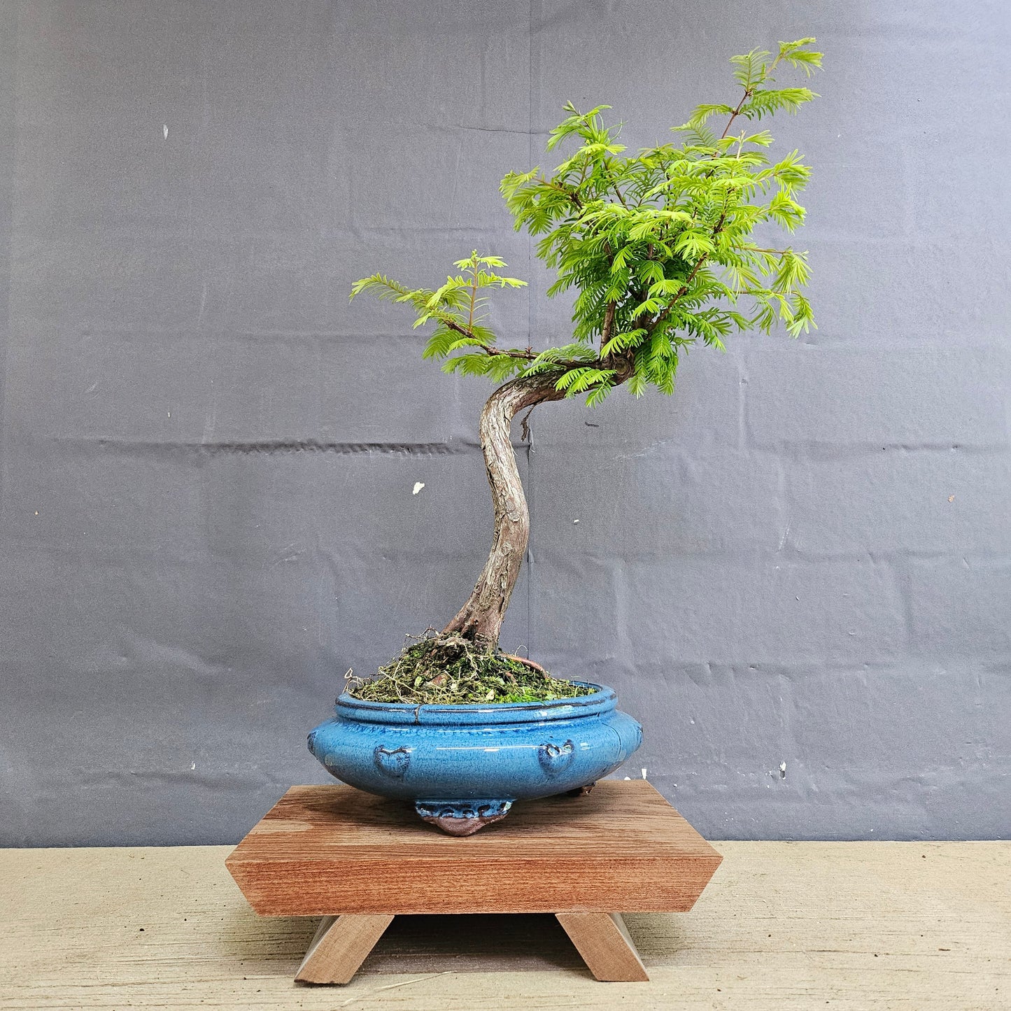 Dawn Redwood (Metasequoia) Bonsai Tree | Shaped | In 25cm Pot
