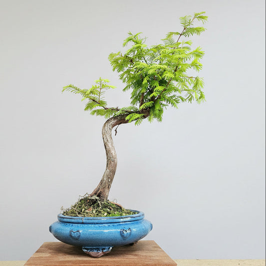Dawn Redwood (Metasequoia) Bonsai Tree | Shaped | In 25cm Pot
