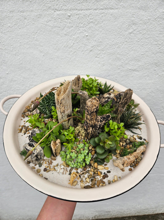 Open Terrarium Planted metal bowl with handles