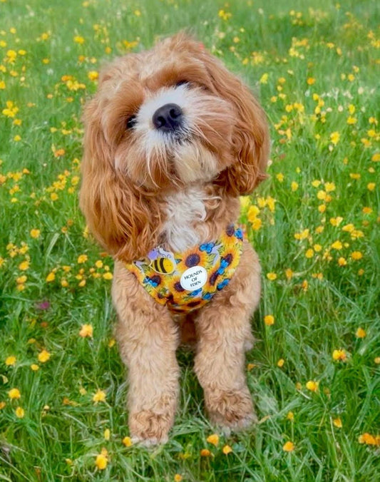 Sunflower Flutter Dog Cooling Vest