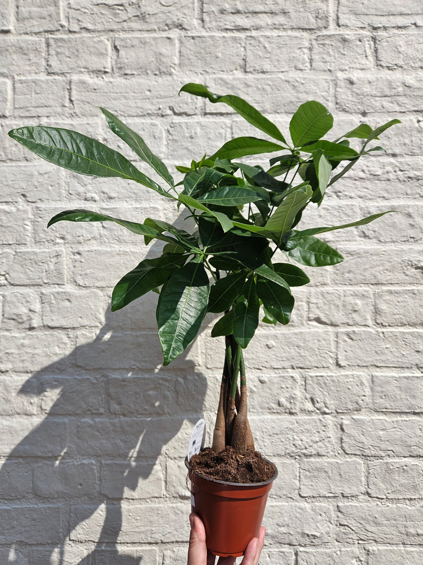 Pachira aquatica (Guiana Chestnut/ Money Tree)