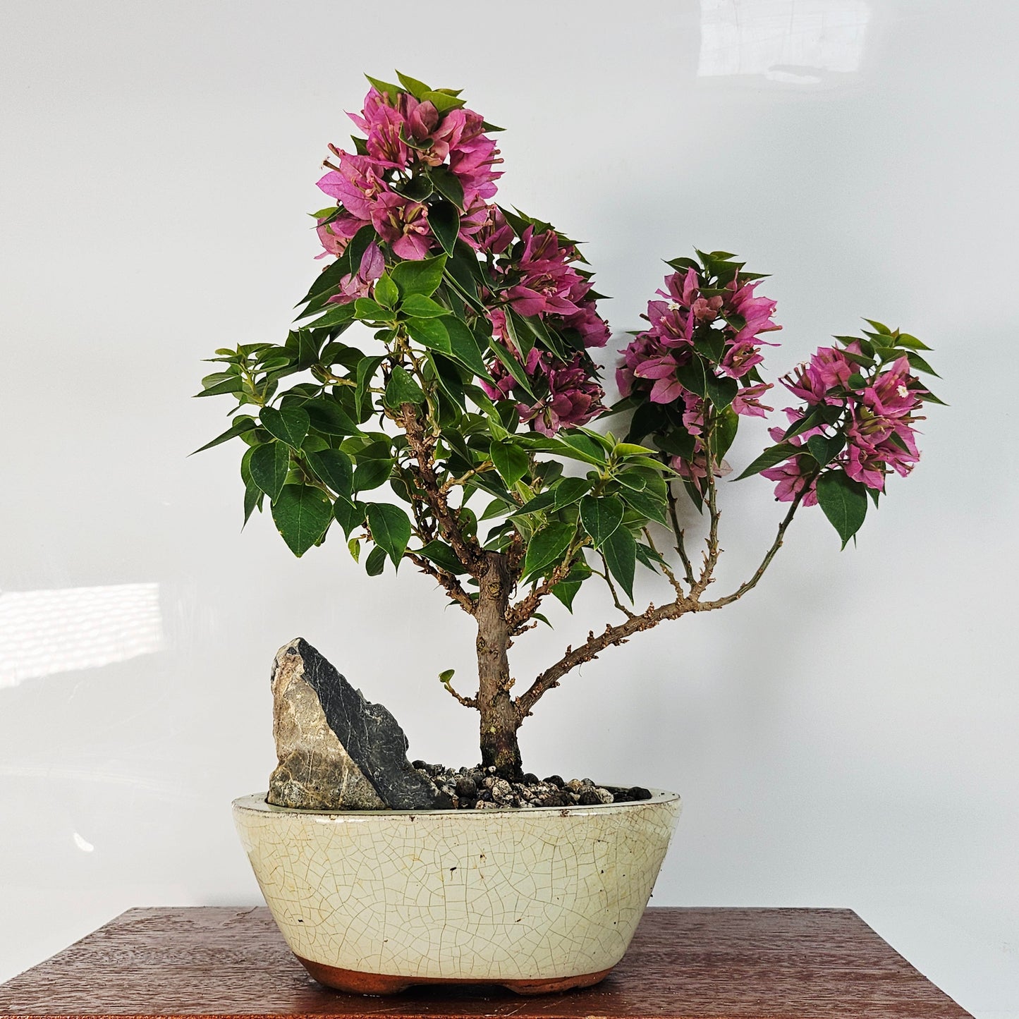 Bougainvillea Bonsai Tree | Broom | In 16cm Pot With Rock