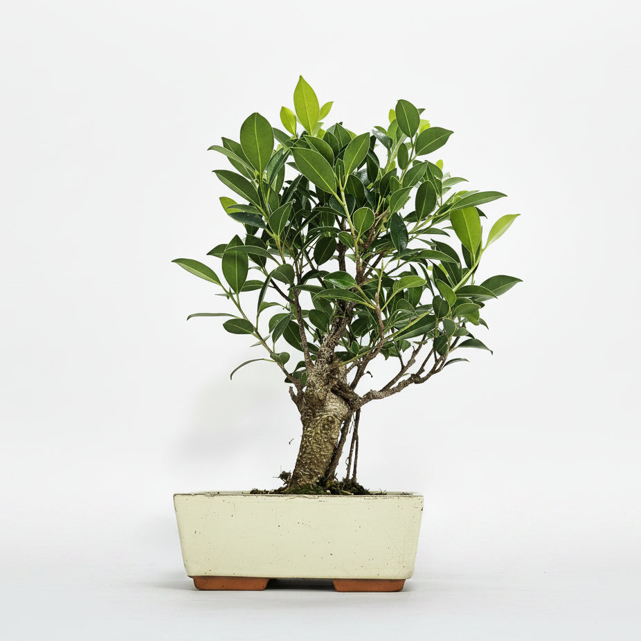 Ficus Microcarpa (Banyan Fig) Indoor Bonsai Tree | Broom | In 20cm Pot
