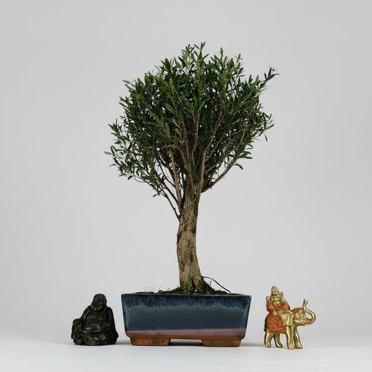 Brush Cherry (Syzygium) Bonsai Tree | Broom | In 20cm Pot