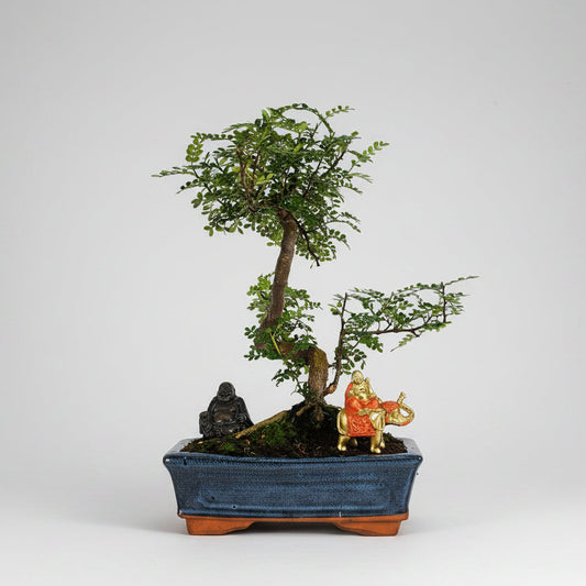 Chinese Pepper (Zanthoxylum Pipertum) Bonsai Tree | Shaped | In 25cm Pot