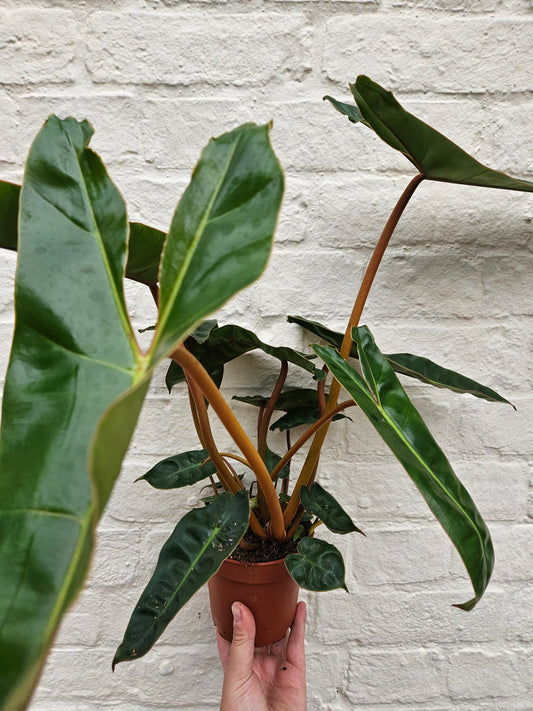 Philodendron billetiae 'Billie' (Emerald Vine Philodendron)