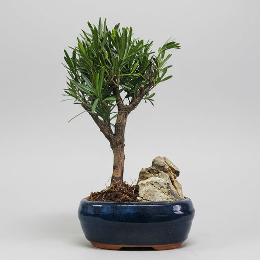 Buddhist Pine (Podocarpus Micro) Bonsai Tree | Broom | In 16cm Pot With Rock