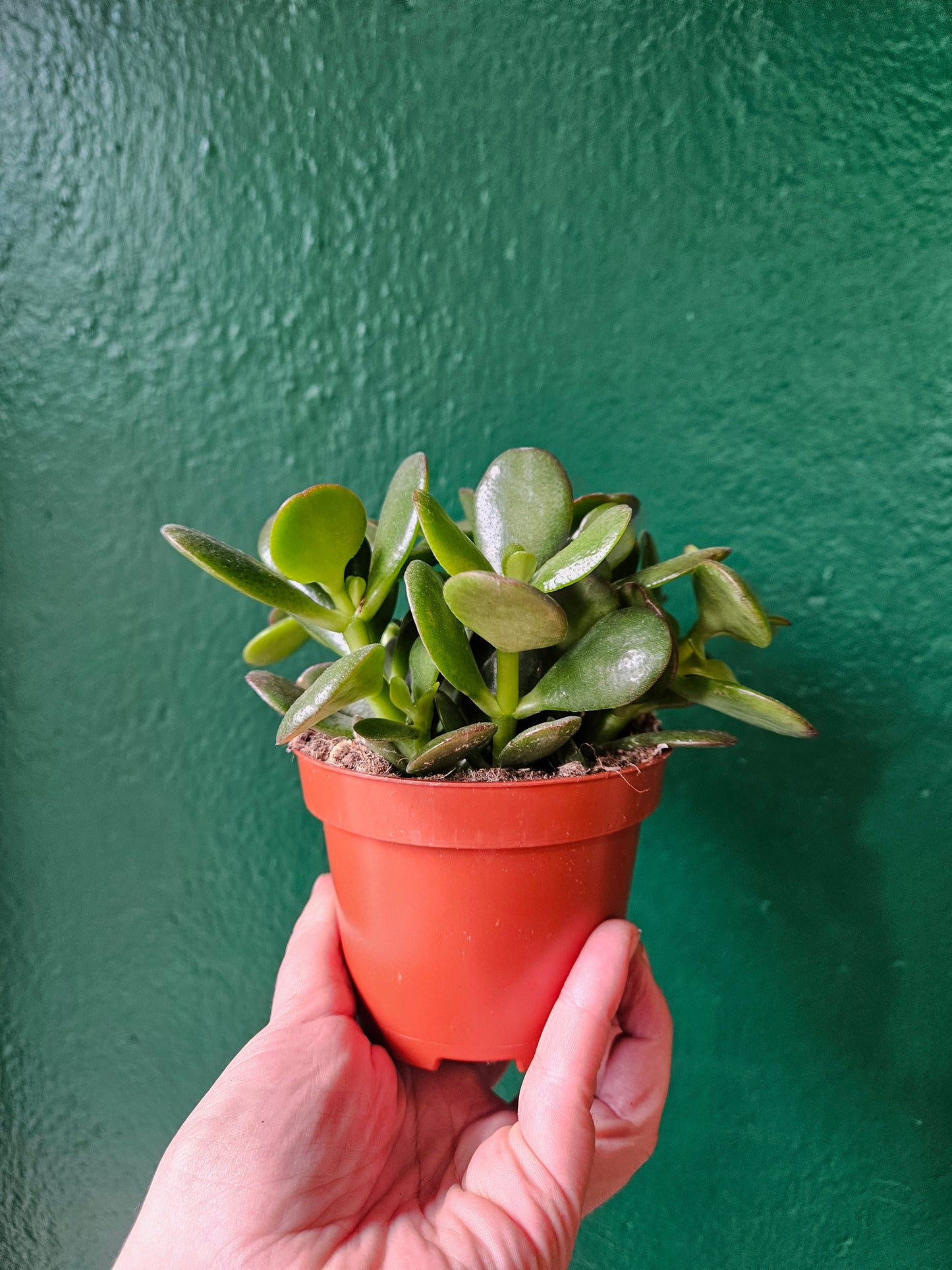 Crassula ovata 'Minor' (Jade plant/Succulent)
