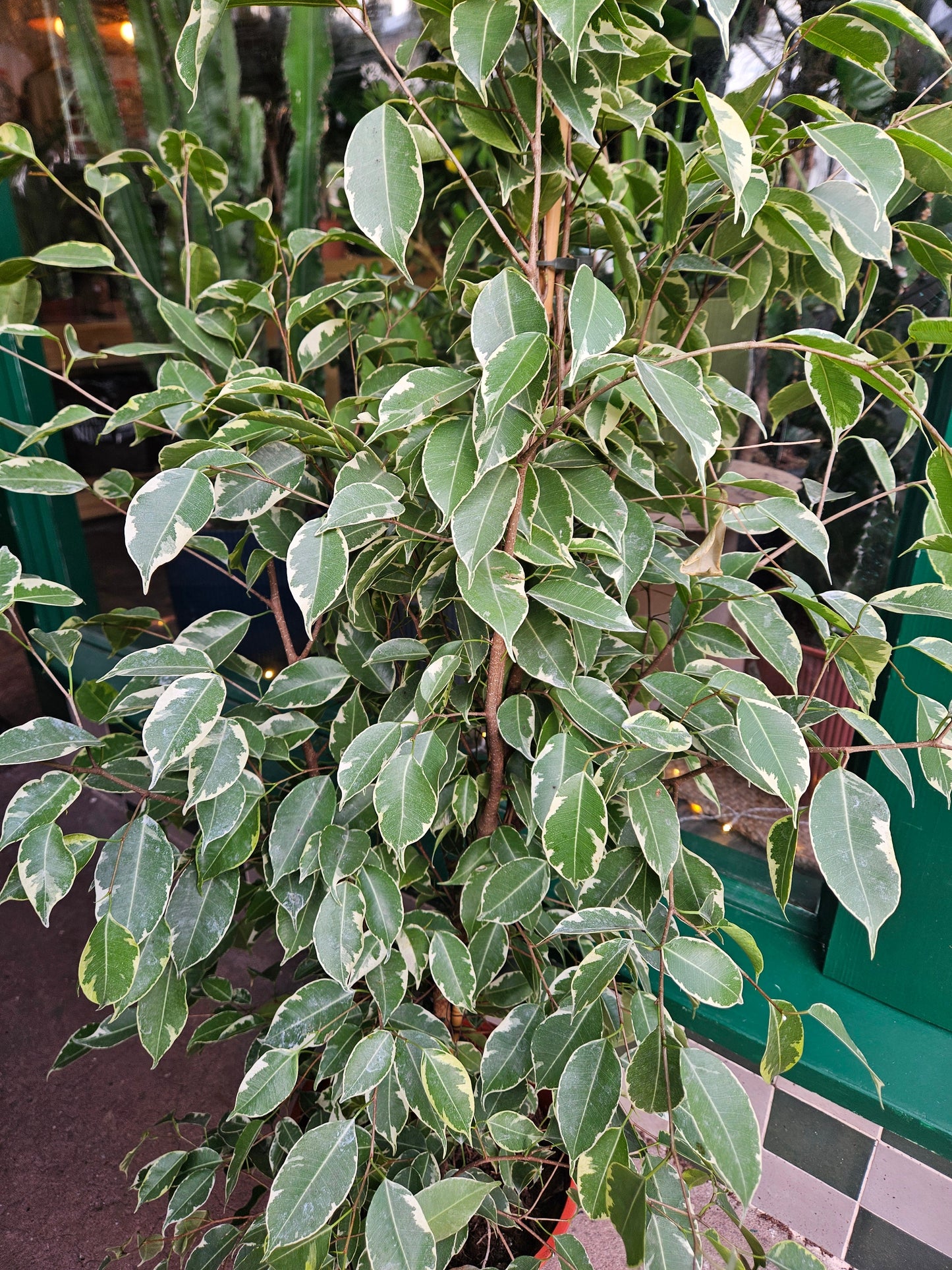 Ficus benjamina 'Golden King' (Weeping Fig)