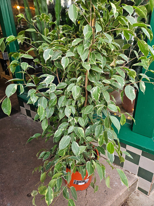 Ficus benjamina 'Golden King' (Weeping Fig)