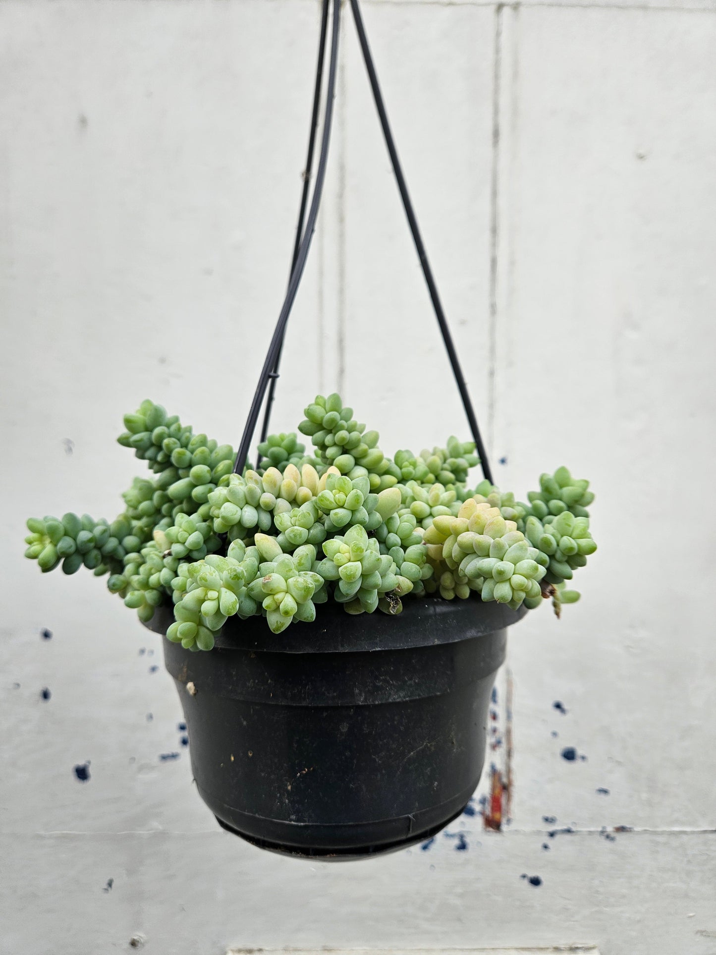 Sedum morganianum 'Burrito' (Burros Tail / Donkey Tail) Various sizes