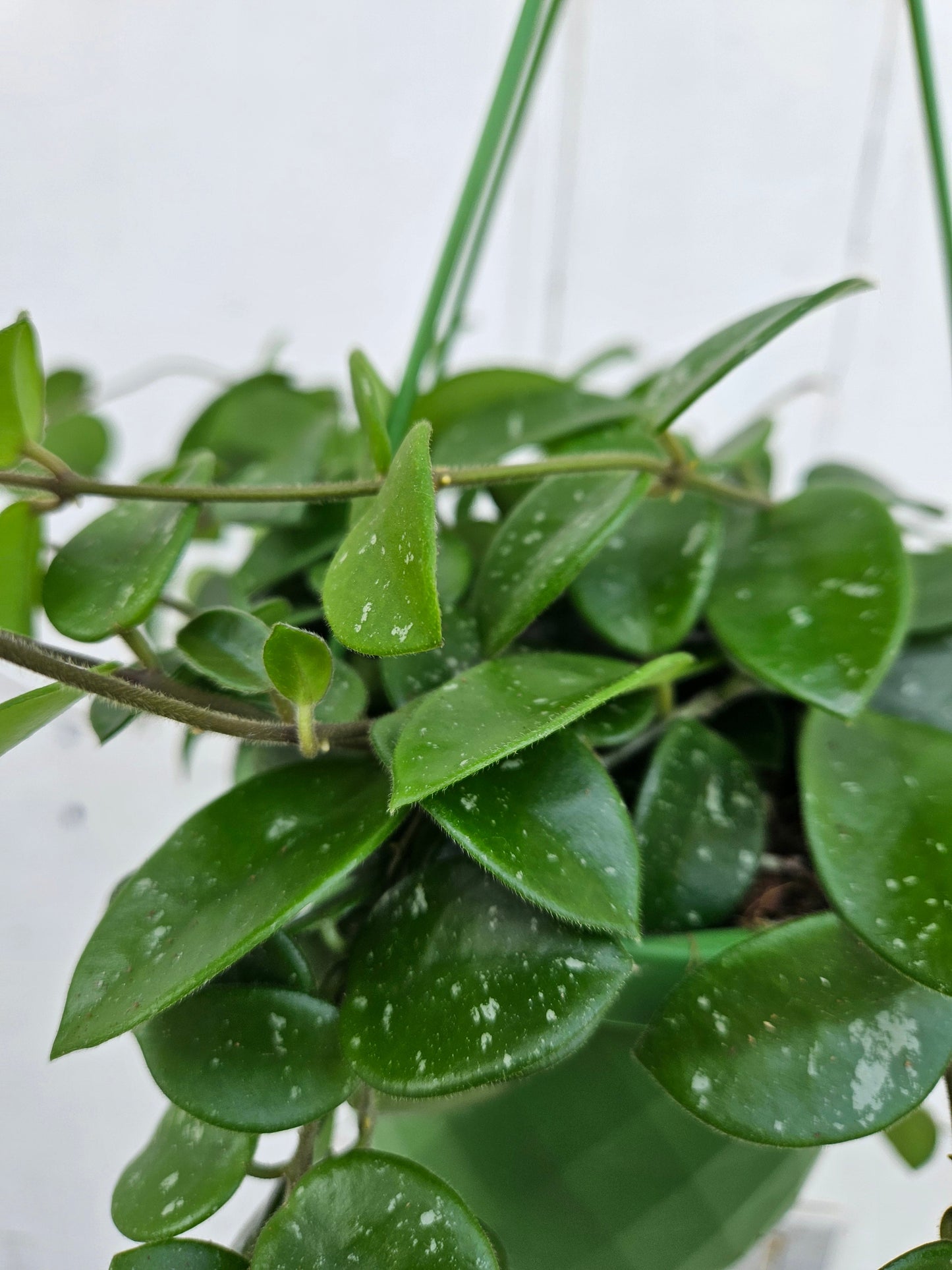 Hoya cv. 'Mathilde splash'