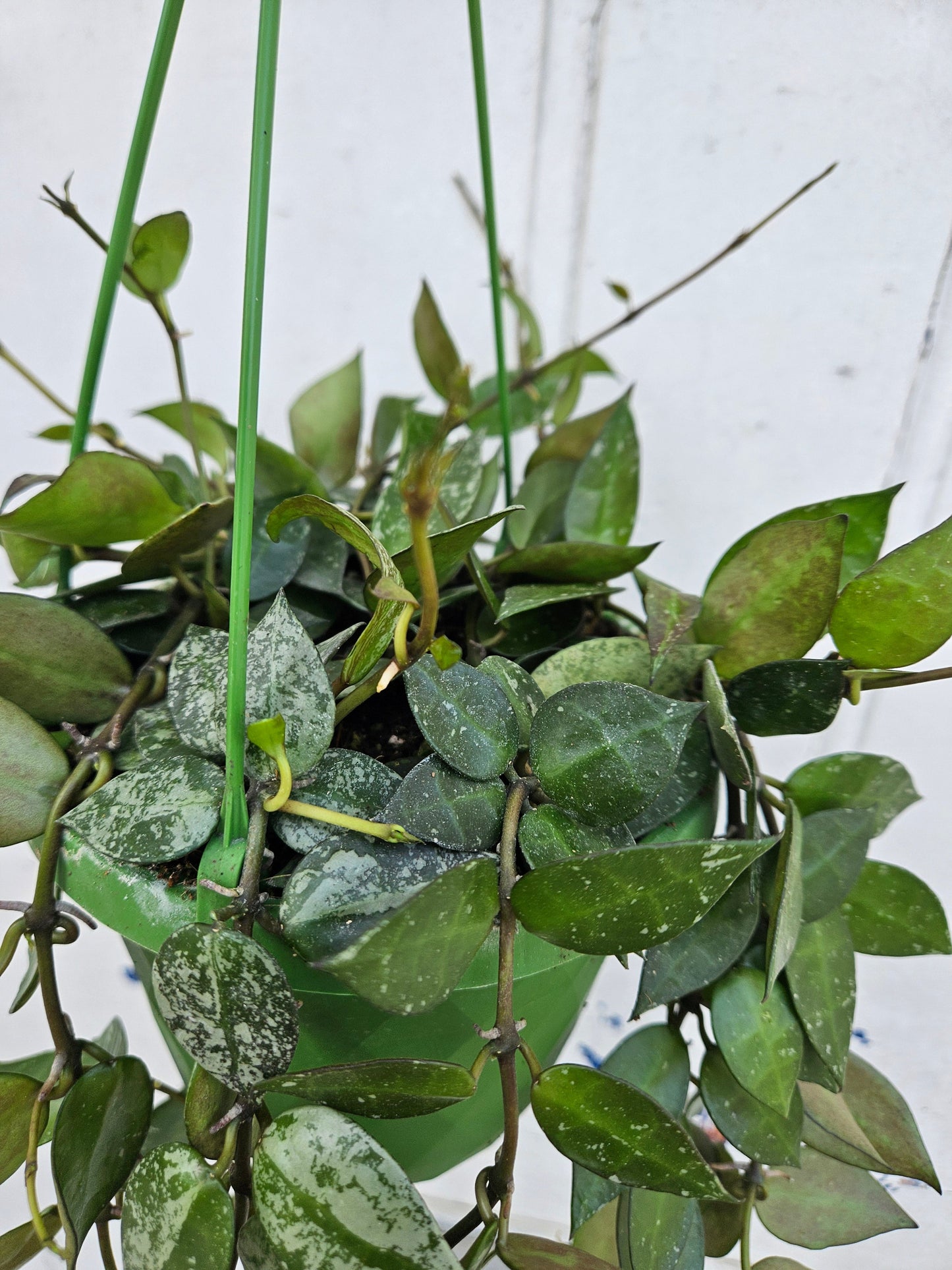 Hoya krohniana 'Splash'