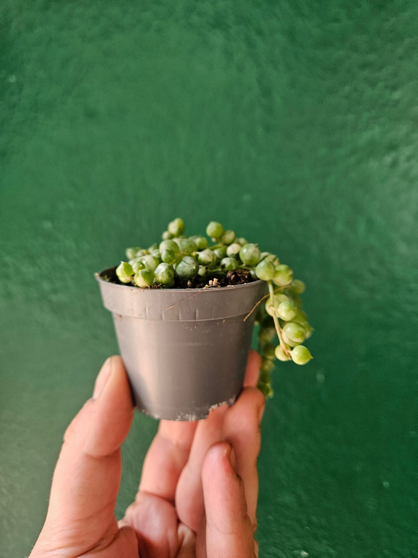 Curio rowleyanus 'Variegata' (Variegated String of Beads)