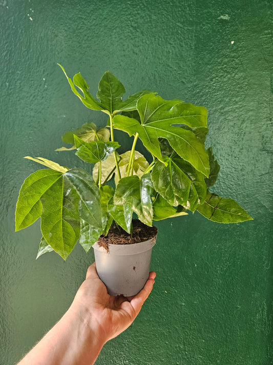 Fatsia japonica (Japanese Aralia)