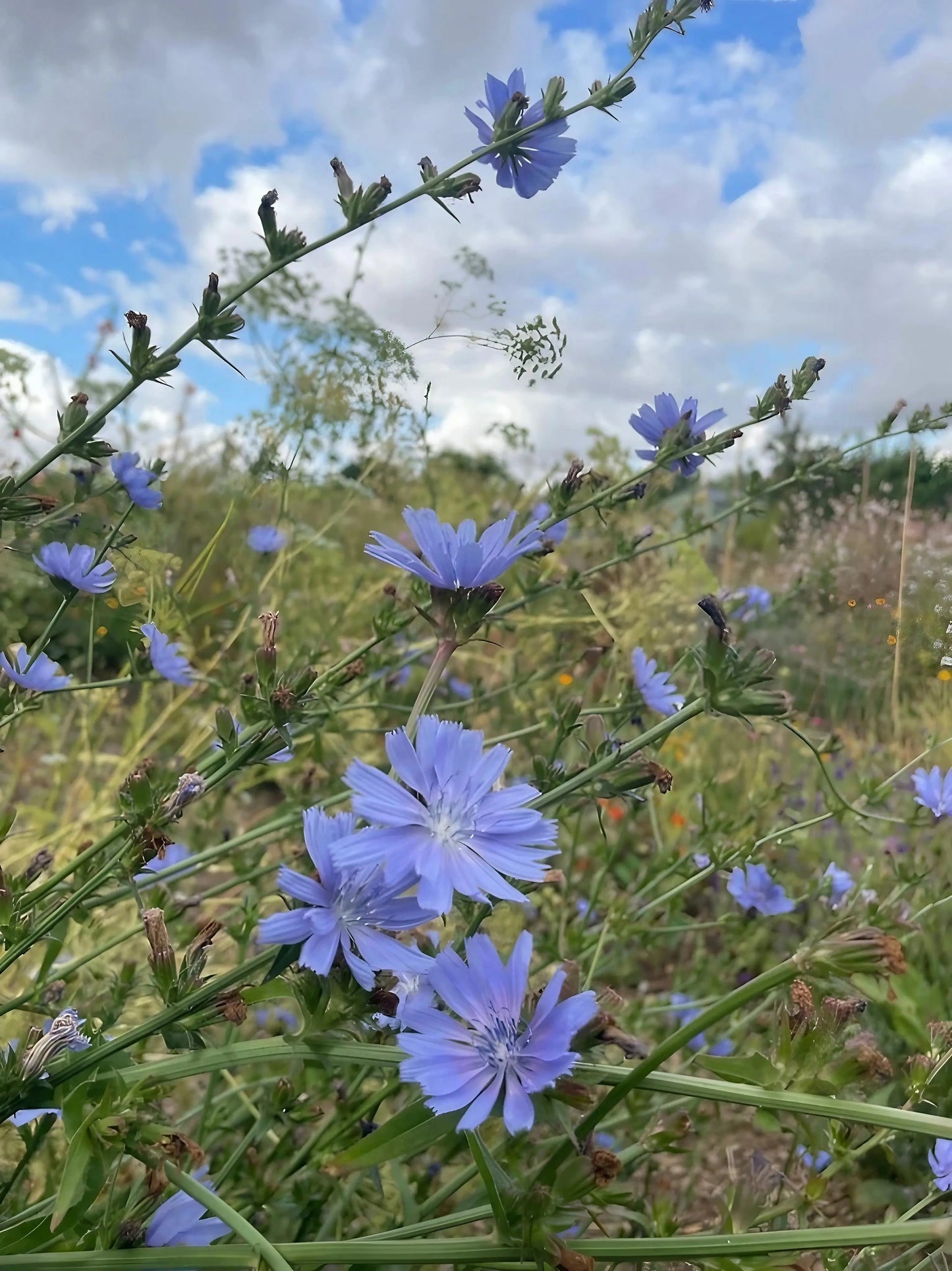 Chicory Wild