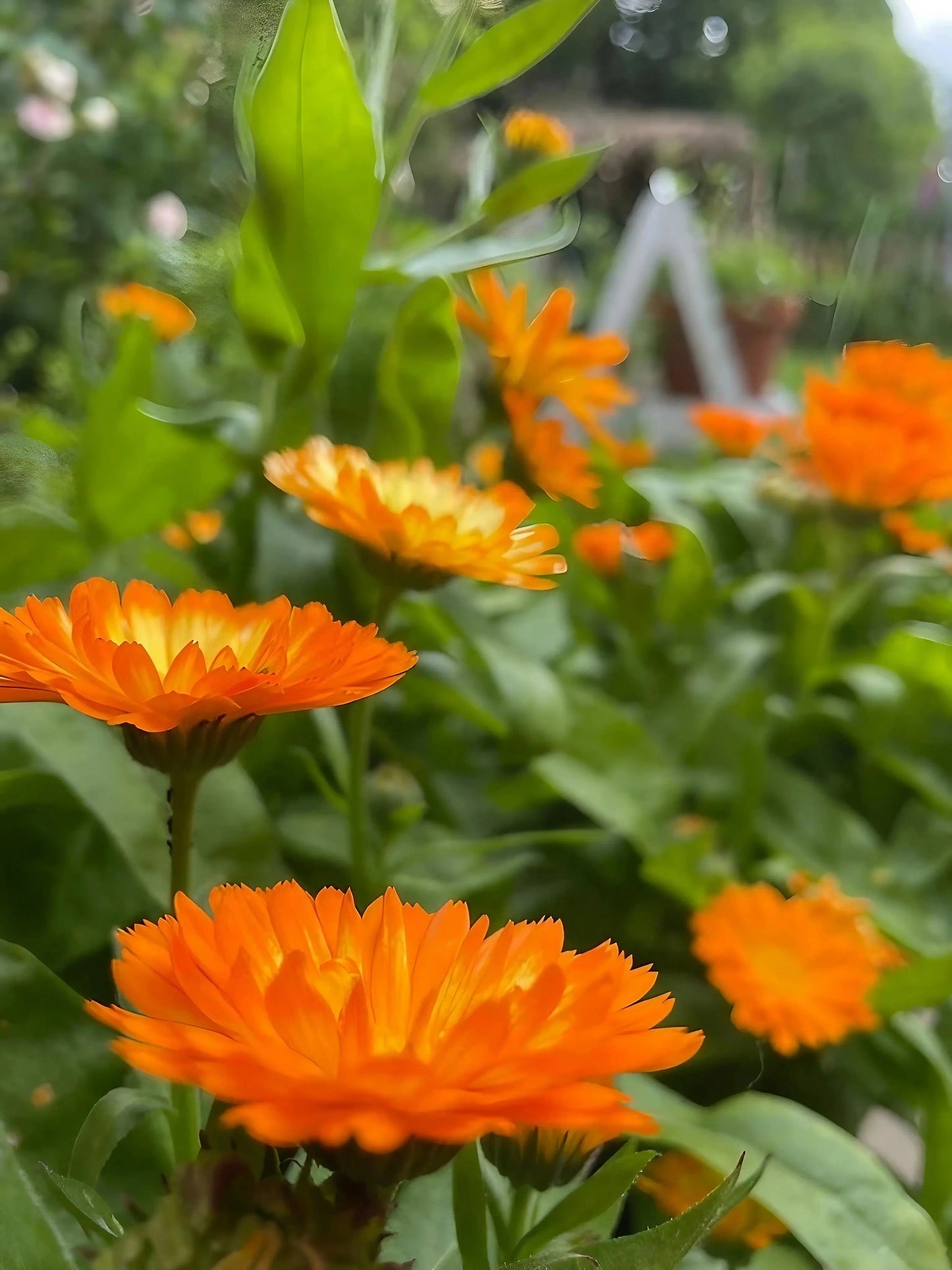 Calendula Oopsy Daisy