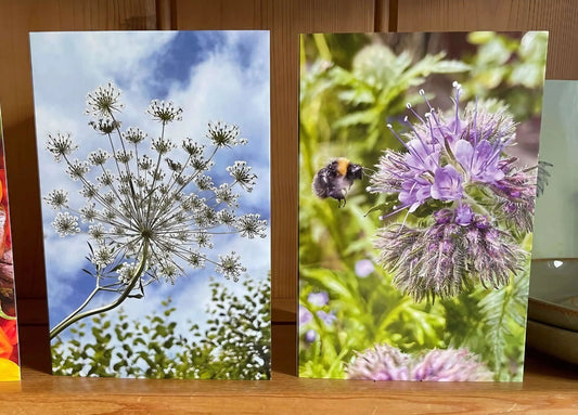 Ammi against a Norfolk sky Greeting Card