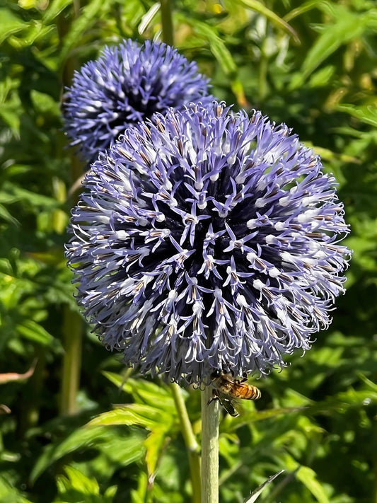 Echinops ritro Metallic Blue