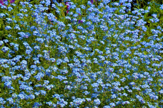 Forget-me-not Blue