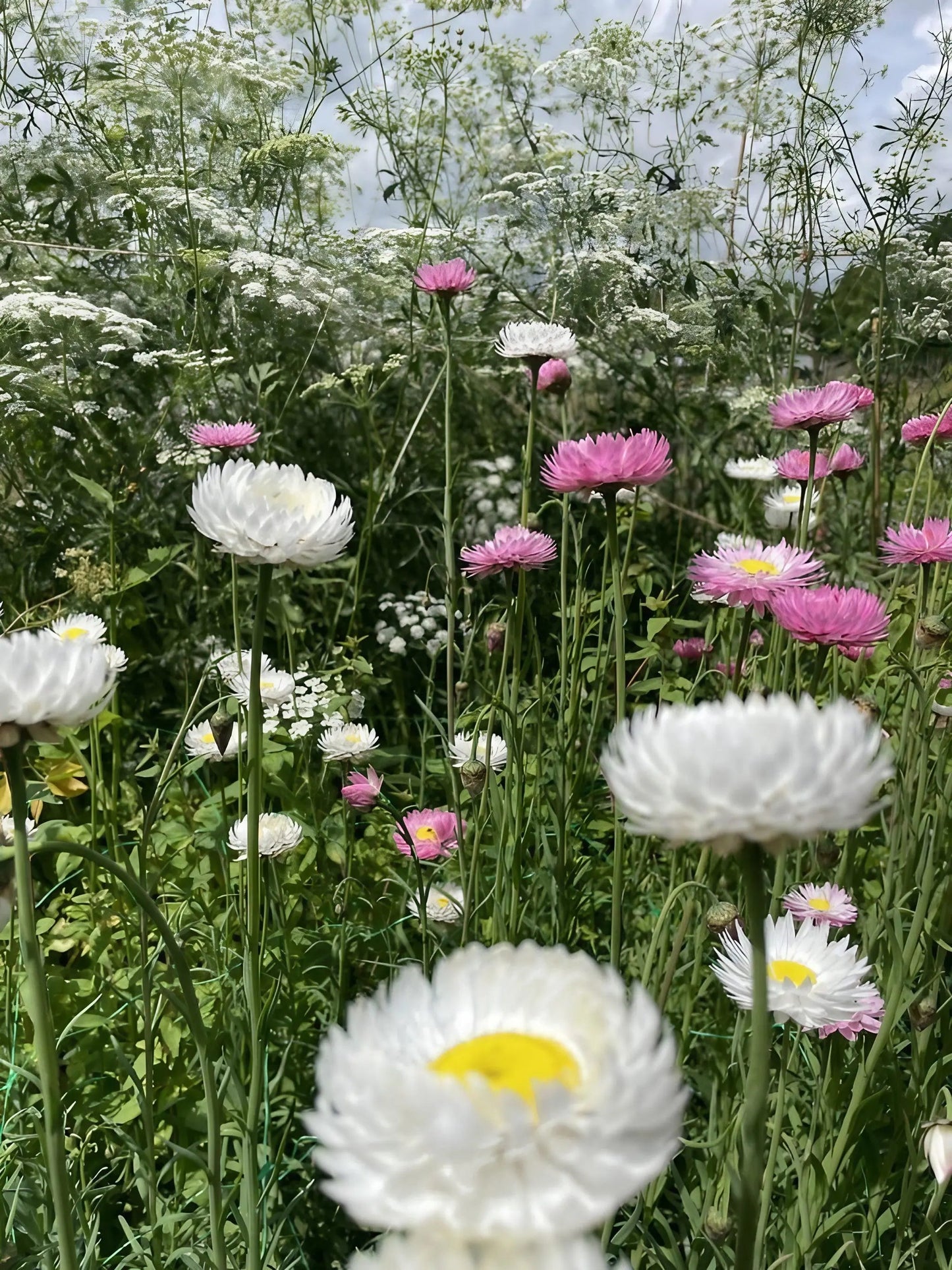 Strawflower Acroclinium Grandiflorum Mixed