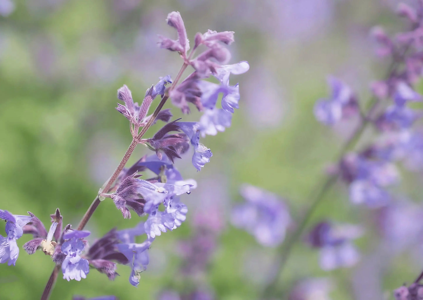 Nepeta Mussinii - Catmint