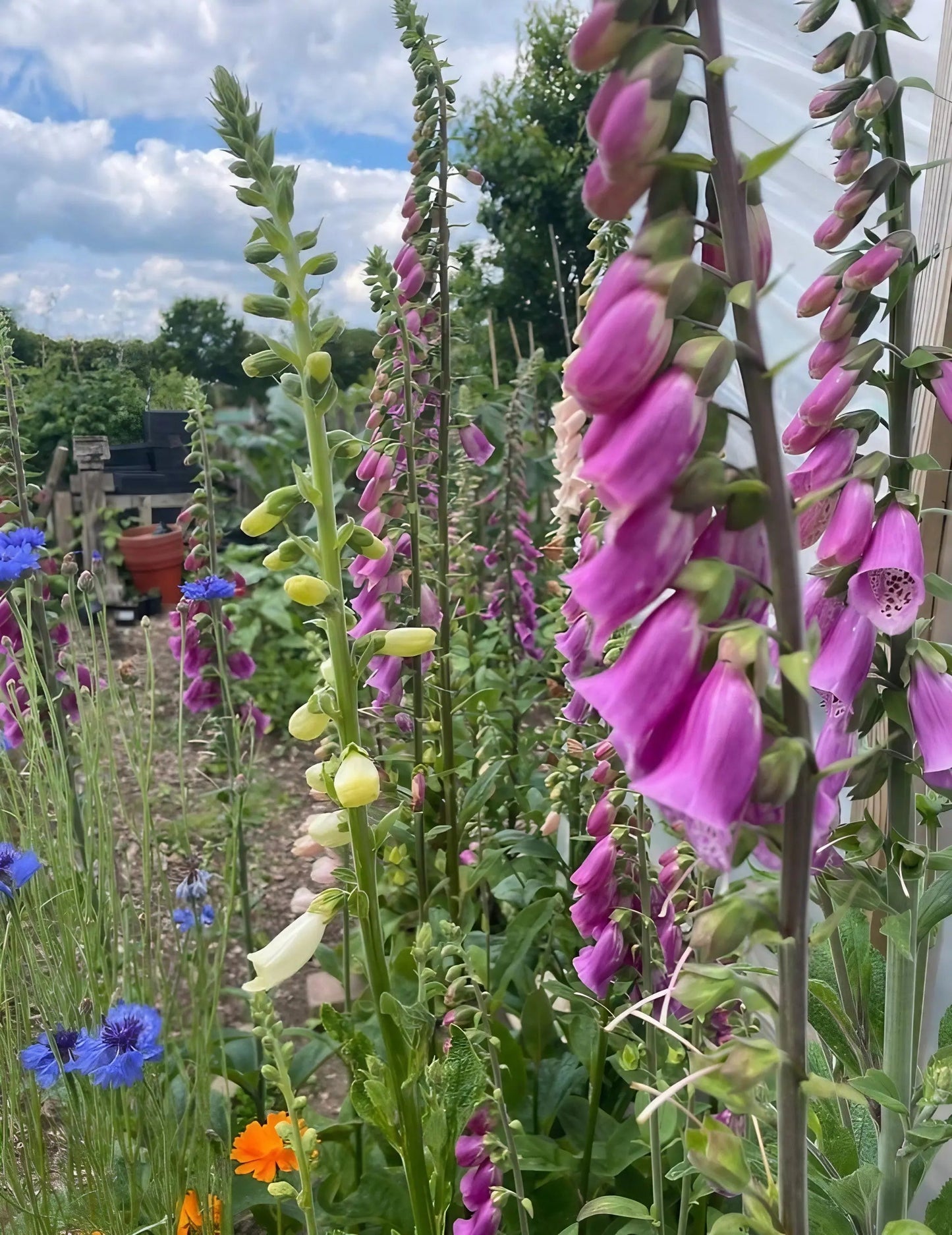 Foxglove Bishy Barnabee Mix