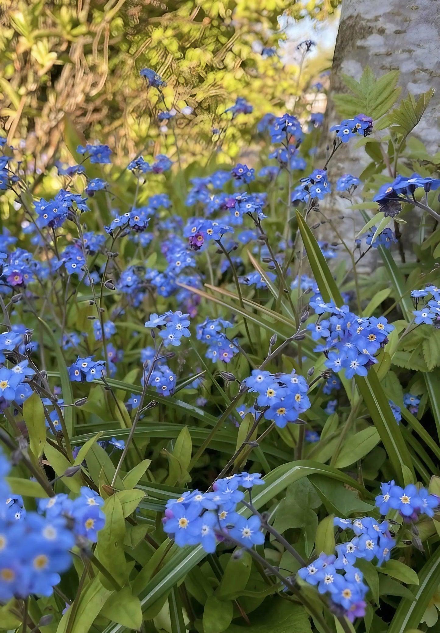 Forget-me-not Blue