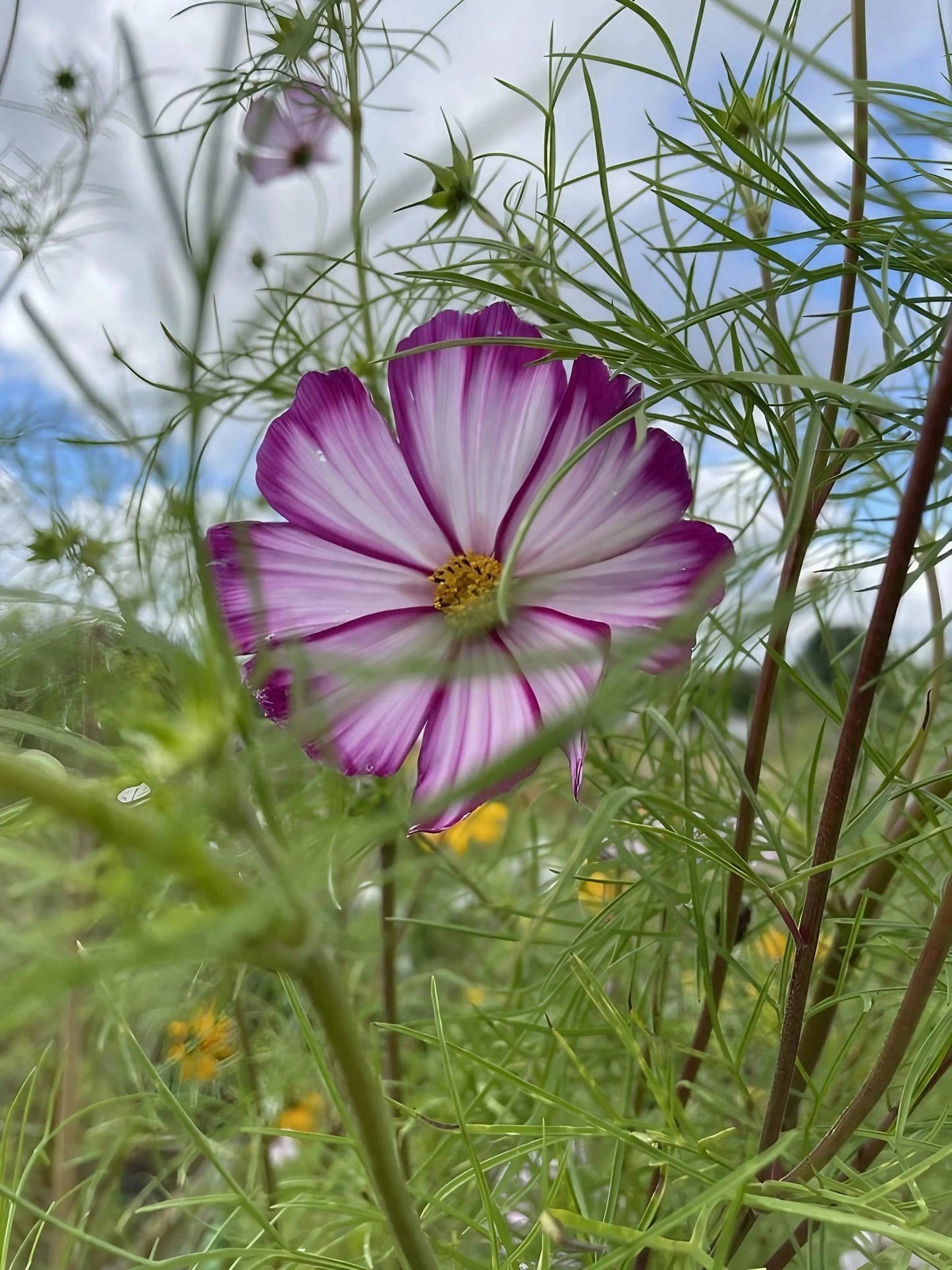 Cosmos Fizzy Rose