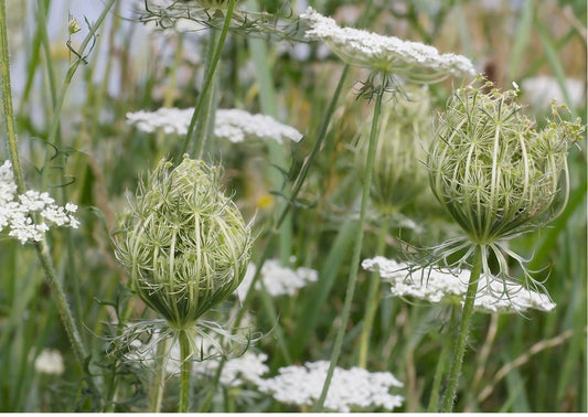 Daucus Carota (Wild Carrot)