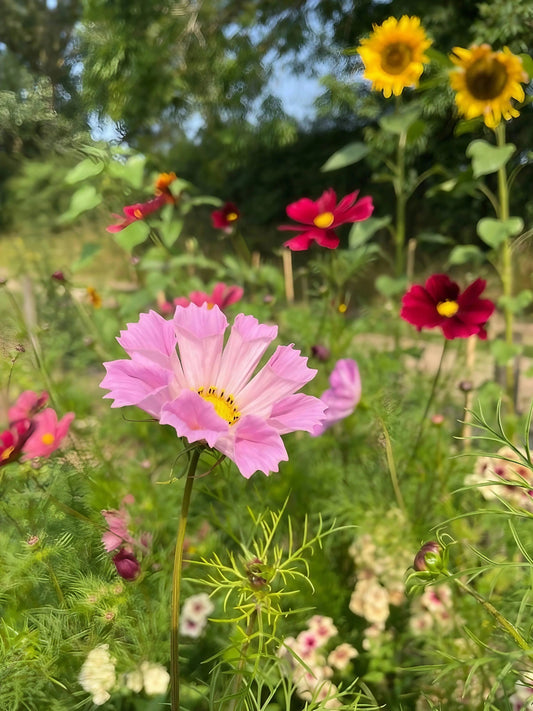 Cosmos Seashells Mixed