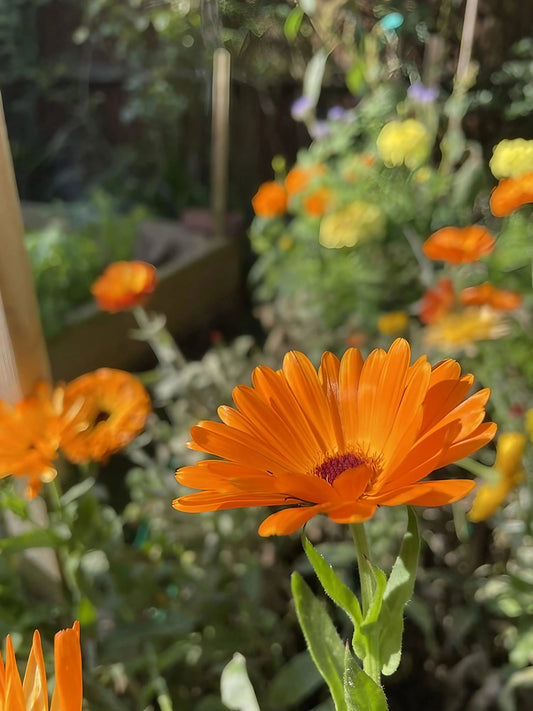 Calendula Art Shades Mixed