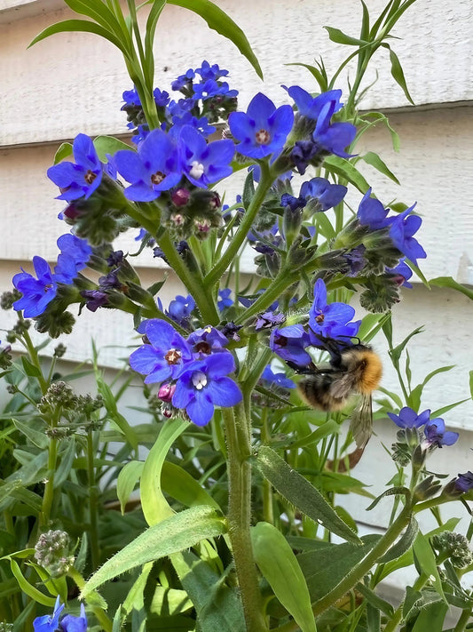 Anchusa Blue Angel