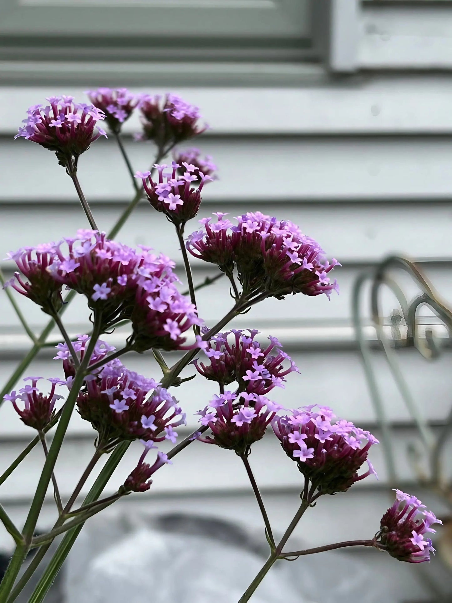Verbena bonariensis