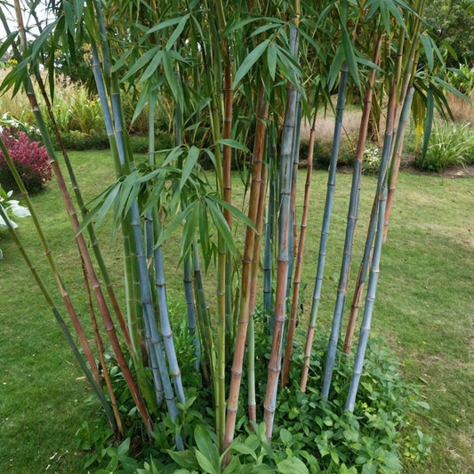 Blue Stem Bamboo - 6 pcs. - Fargesia papyrifera 'Blue Dragon' - H30-40cm - ⌀13cm