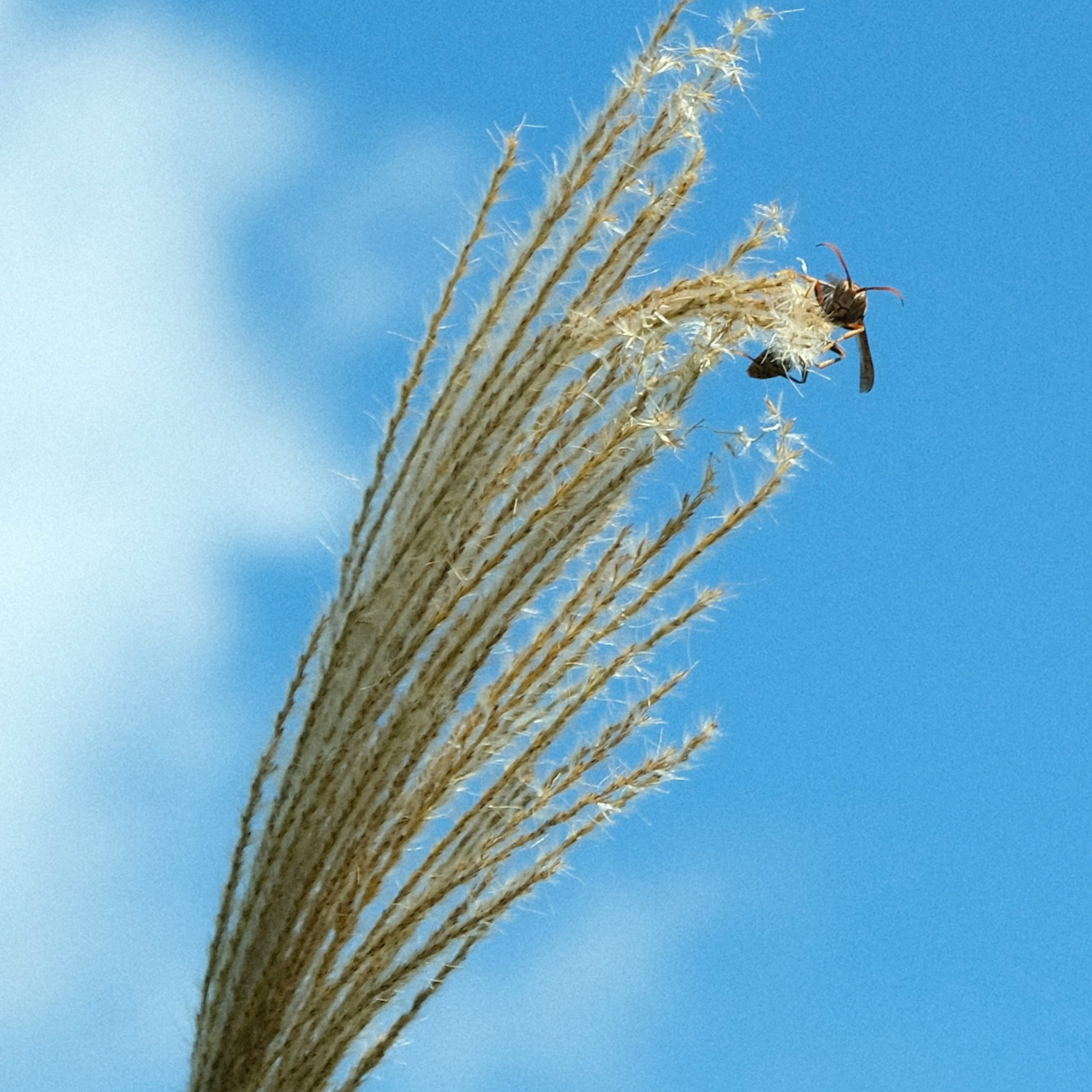 Chinese silver grass - 2 pcs. - Miscanthus - Height 20-30cm - ⌀23cm
