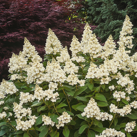 Hortensia - Hydrangea paniculata 'Candlelight' - Height 25-40cm - ⌀19cm