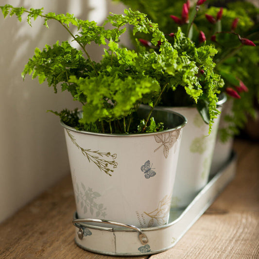 Jardin Set Of Three Pots On Oblong Tray