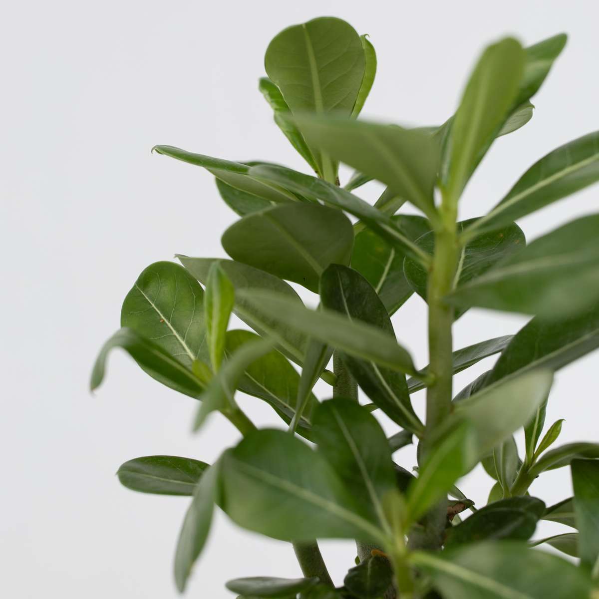 Desert rose - Adenium obesum - Height 25-40cm - ⌀10,5cm