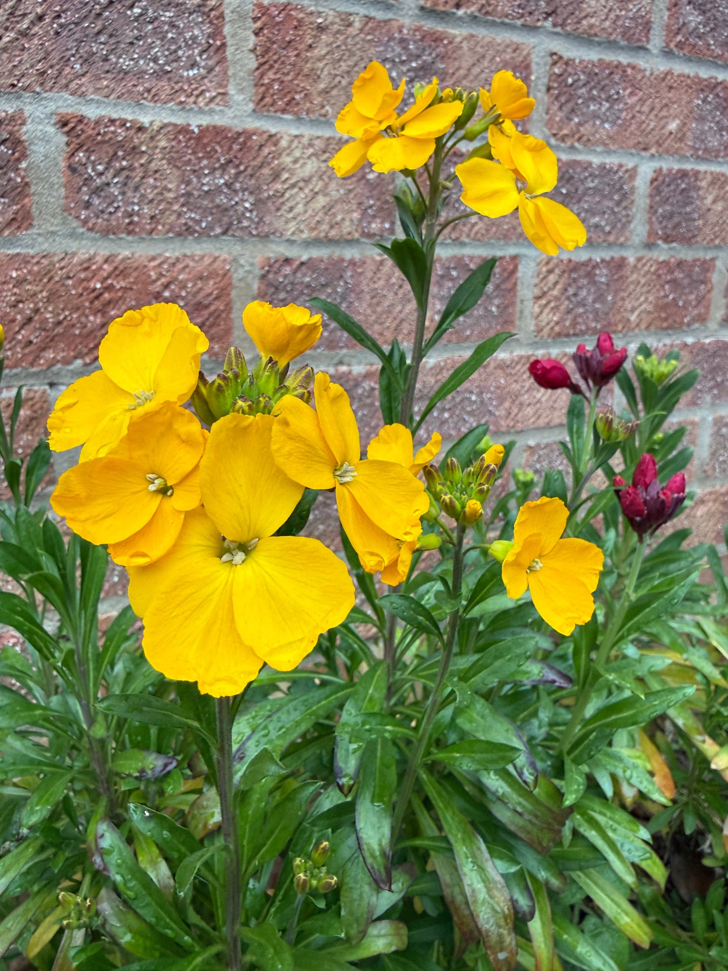 Wallflower Cloth of Gold