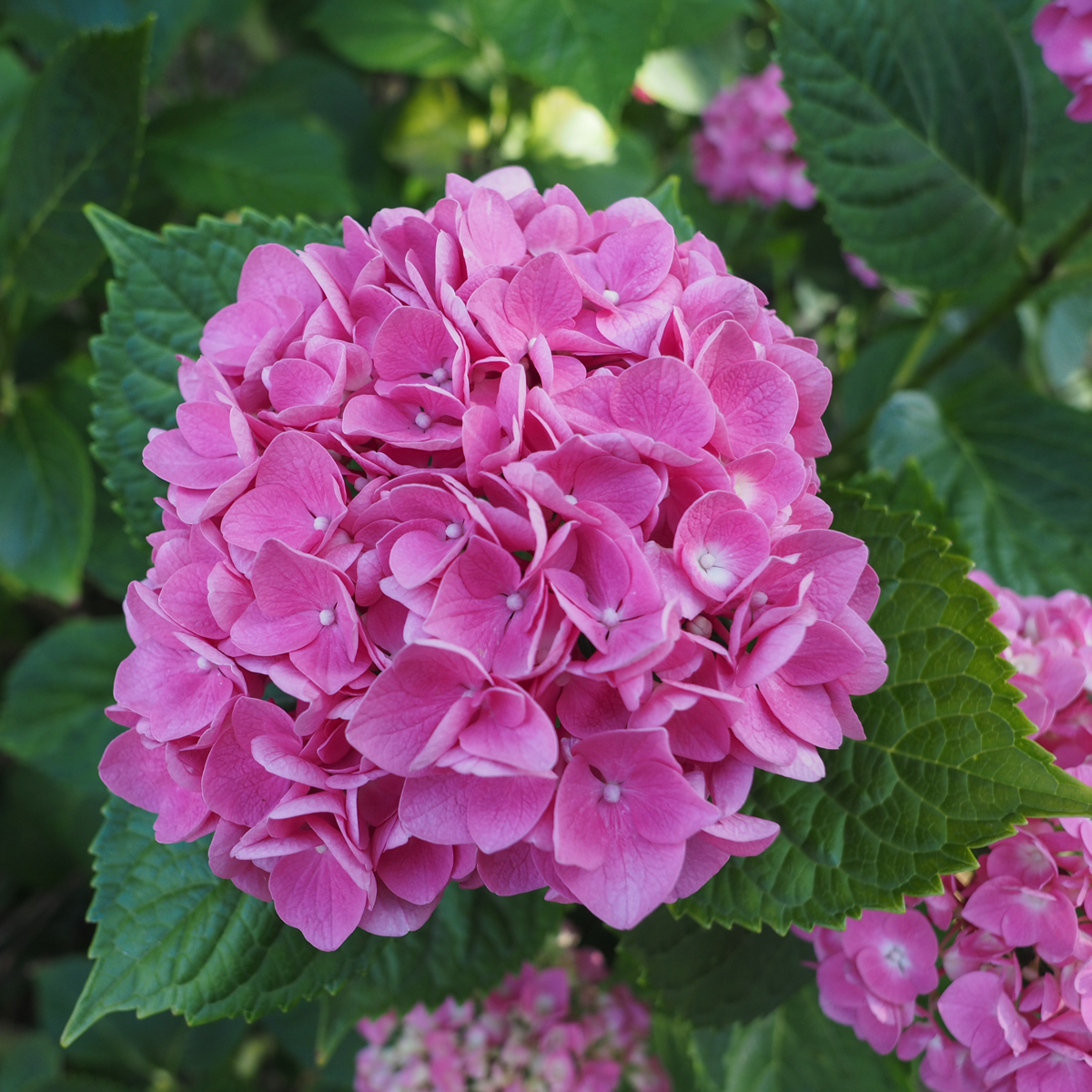 Hortensia - 6 pcs. - Hydrangea macrophylla - Height 25-40cm - ⌀9cm