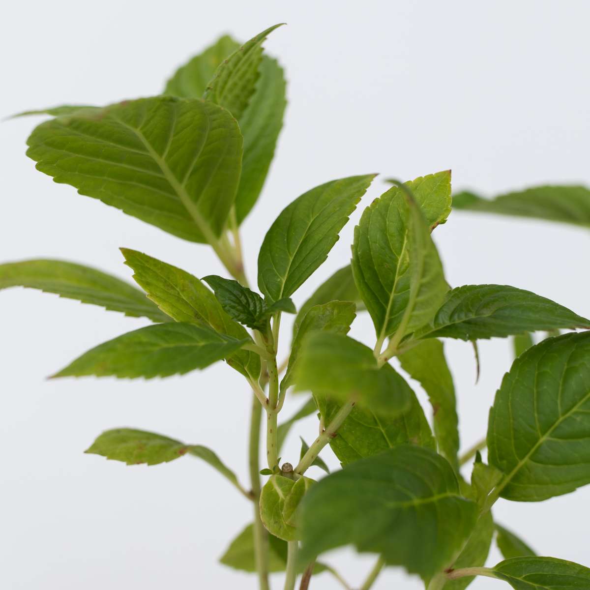 Hortensia - 6 pcs. - Hydrangea macrophylla 'Early Pink' - Height 25-40cm - ⌀9cm