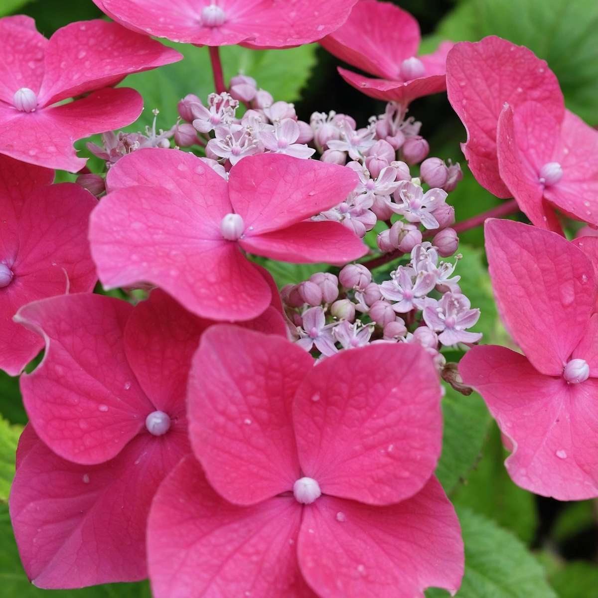 Hortensia - 6 pcs. - Hydrangea macrophylla 'Red Bull' - Height 25-40cm - ⌀9cm