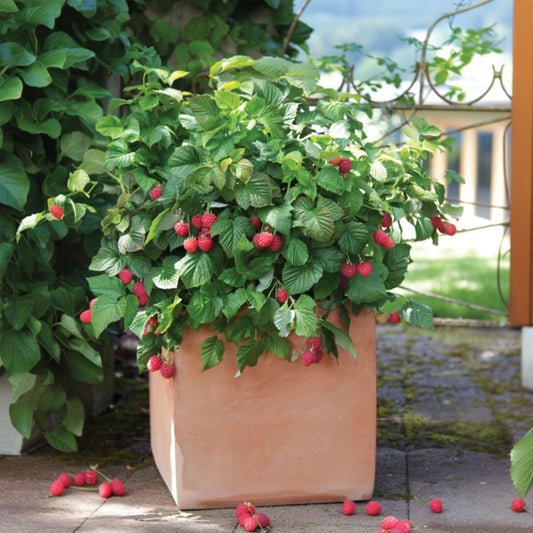 Raspberry plant - 3 pcs. - Rubus ideaus 'Autumn Bliss' - Height 25-40cm - ⌀9cm