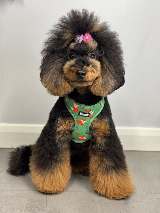 Inquisitive Fox XXS Puppy Harness