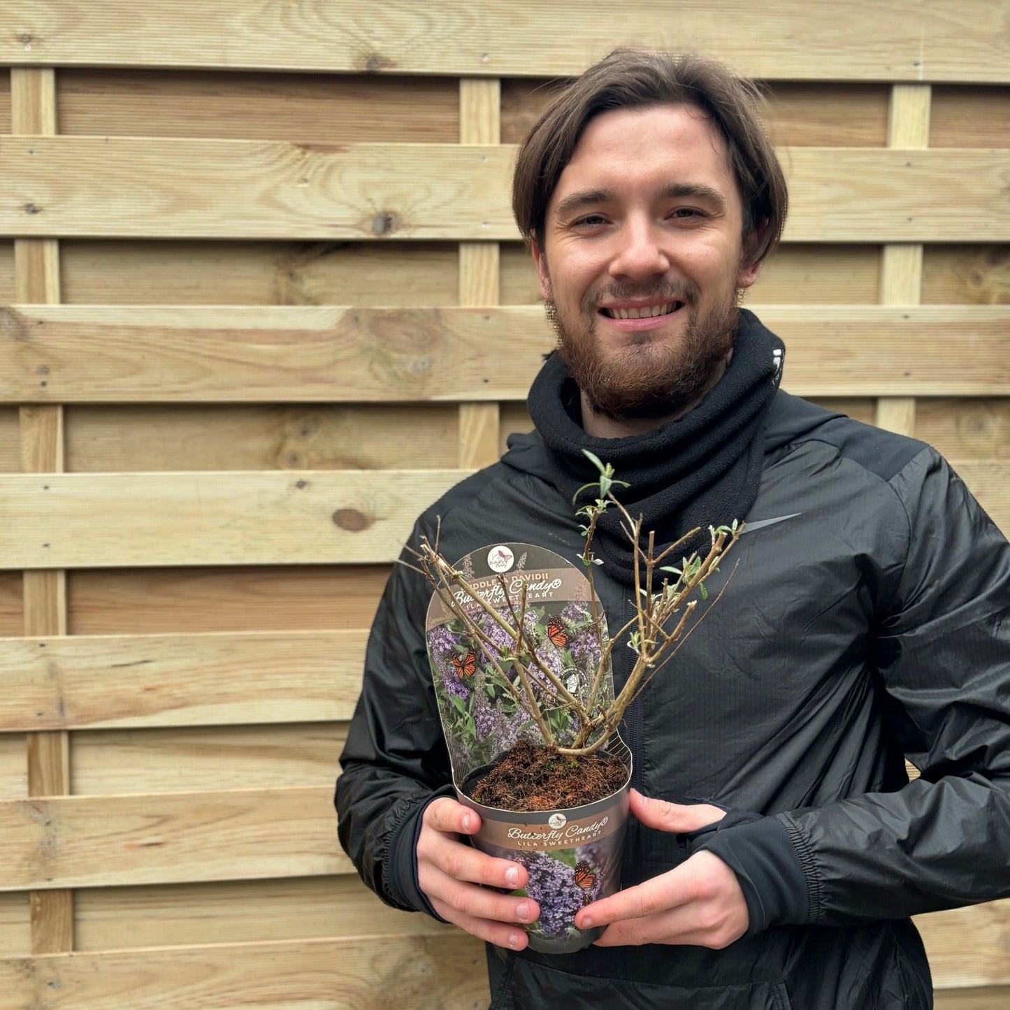 Buddleja 'Butterfly Candy Little Lila' 9cm/1L/3L