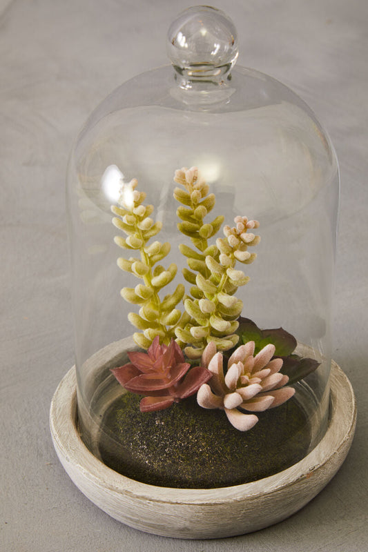 Fiori Large Succulent Dome Cement Base