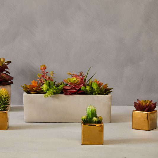 Set of 3 Mini Succulents Fiori with Gold Pot