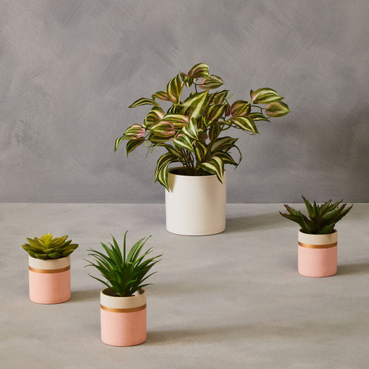 Fiori Set Of 3 Pink Pot Succulents