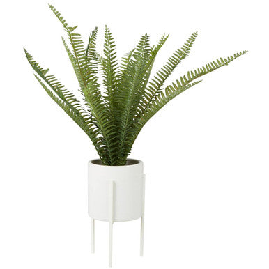 Fiori Fern in White Cement Pot on Stand